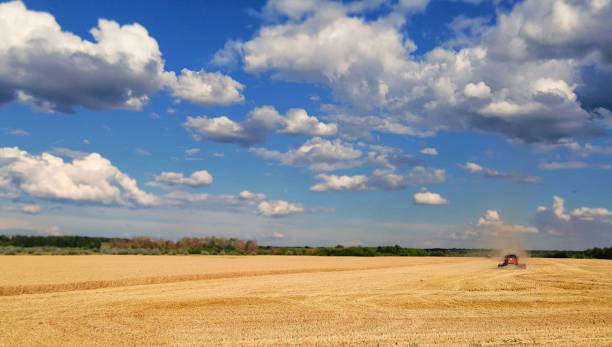 wheat growing in a field on a farm