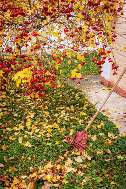 istock Time to gather leaves with a rake 2185546555