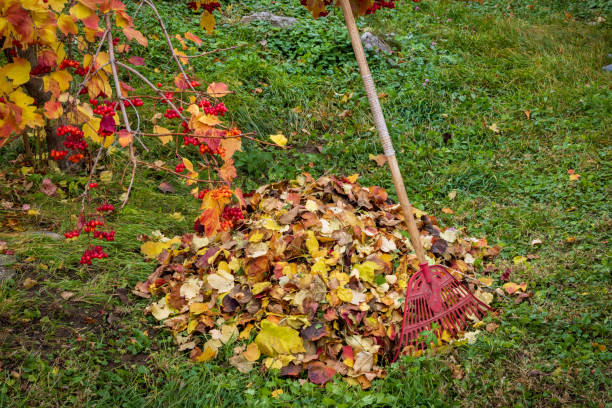 istock Time to gather leaves with a rake 2185546559