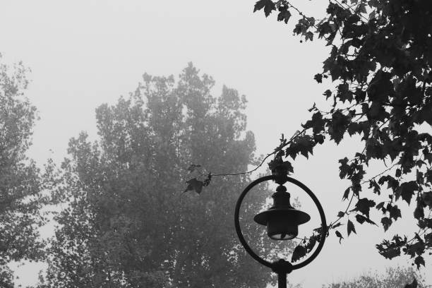 A serene morning fog, with a streetlamp standing quietly as tree branches fade into the mist.