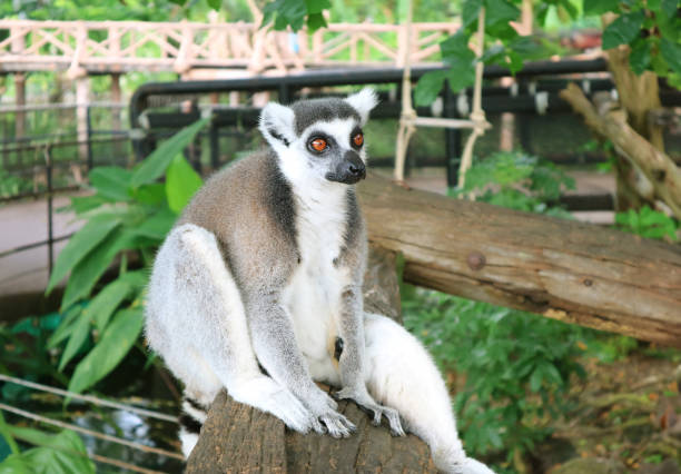 close-up of a single Ring-tailed lemur looking over it`s tail.