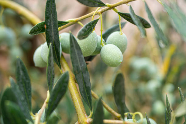 Croatia, Istria, Pula, Olives on the tree shortly before harvest