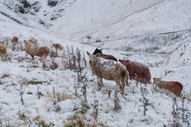 Hope Valley, Peak District, Derbyshire, 19th November 2024. A herd of sheep in heavy snow on Winnats Pass in Hope Valley this morning.