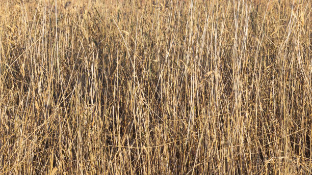 istock Dry reed thickets. Dry cattail background 2185550298