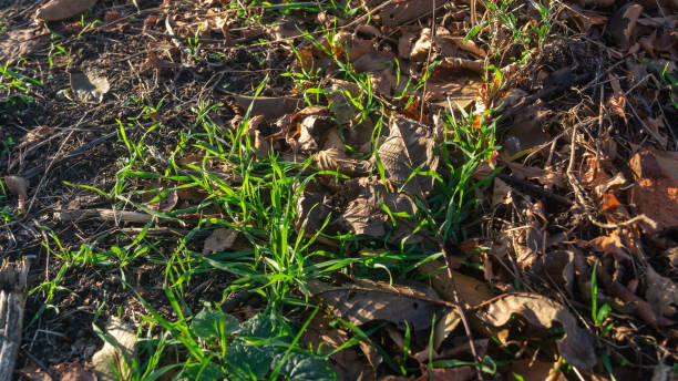 istock Fallen dry leaves on the ground with green grass under sunlight 2185550302