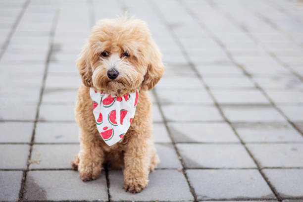 Little dog maltipoo playing, exploring world during every day walk.
