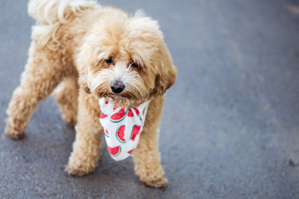 istock Little dog maltipoo playing, exploring world during every day walk. 2185550867