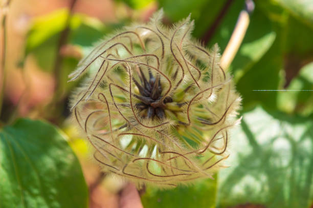 Macroscopic photography