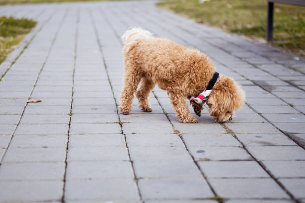 A tourist pets a stray dog that has come to him on the street. The need of animals for human love and care. To take on a stray animal