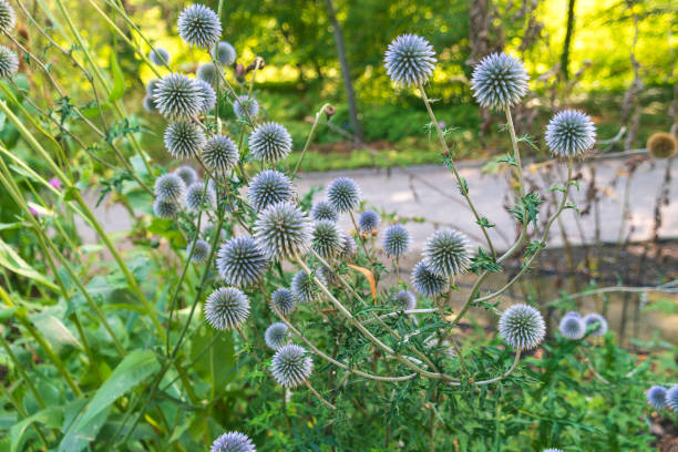 istock Flowers of Echinops sphaerocephalus. glandular globe-thistle, great globe-thistle, pale globe-thistle. 2185551217