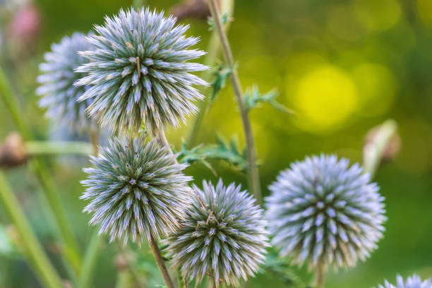 Flowers of Echinops sphaerocephalus. glandular globe-thistle, great globe-thistle, pale globe-thistle. a glandular, woolly perennial herbaceous plant.