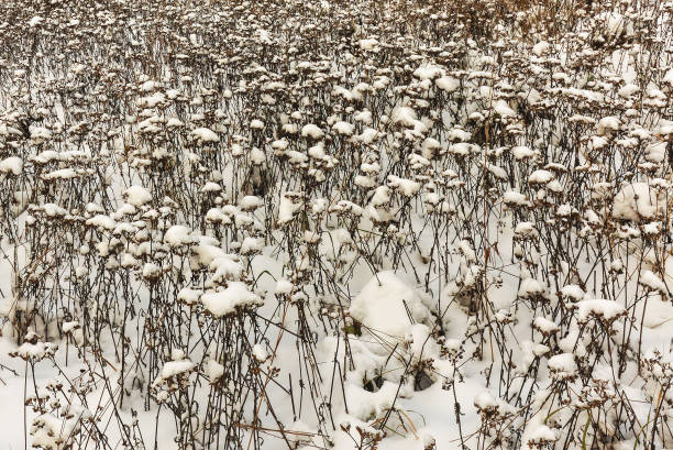 istock Snow covered dried yarrow as background in winter 2185551864