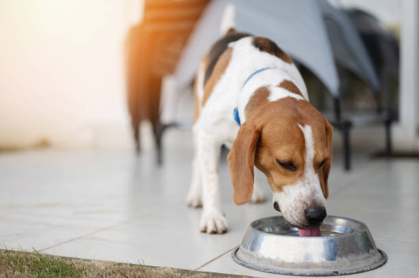 istock Thirsty beagle dog drink water 2185553168
