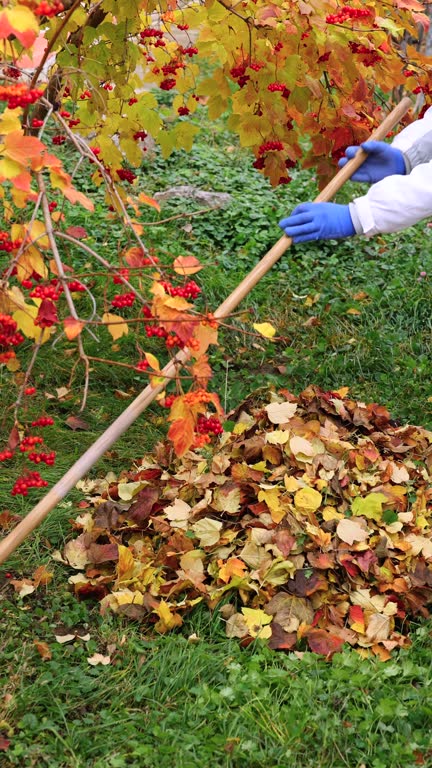 A woman rakes colorful autumn leaves
