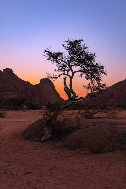 istock Small tree silhouette in the Namibia desert Spirtzkoppe rocky mountain 2185553824