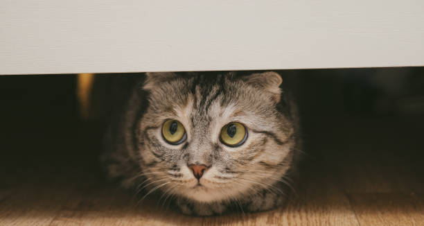 British cat under the bed. Cat is hiding and playing. Banner.