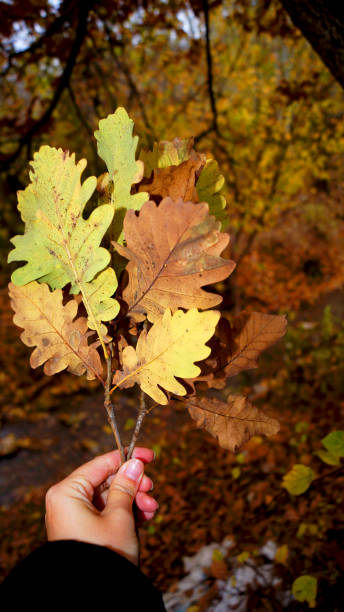 istock autumn nature in the countryside 2185556319