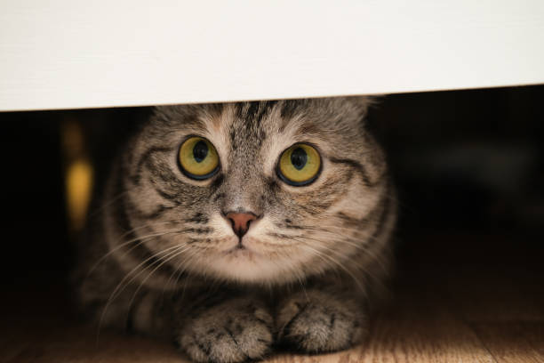 istock British cat under the bed. Cat is hiding and playing. Banner. 2185556361