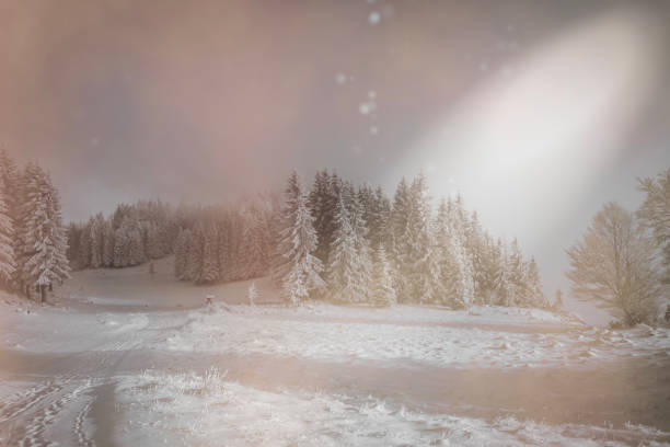 A tranquil winter scene showcasing snow-covered pine trees under a soft, overcast sky. The peaceful atmosphere conveys calmness and solitude, with fresh white snow blanketing the landscape.