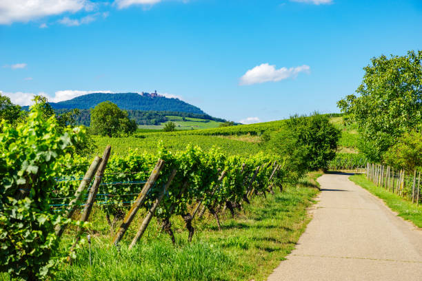 istock sunny slopes of the vineyard in Alsace 2185558203