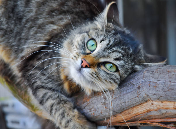 istock Domestic fluffy cat on the vine 2185559106