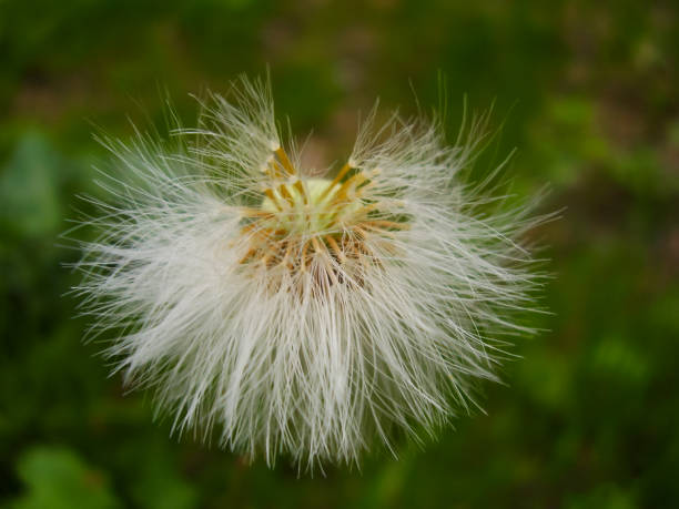 istock Large fluffy mountain dandelion close up 2185559226