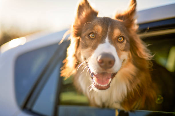 istock brown tricolor australian shepherd inside car 2185561766