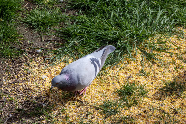 a pigeon walks on the ground among the chips and green grass