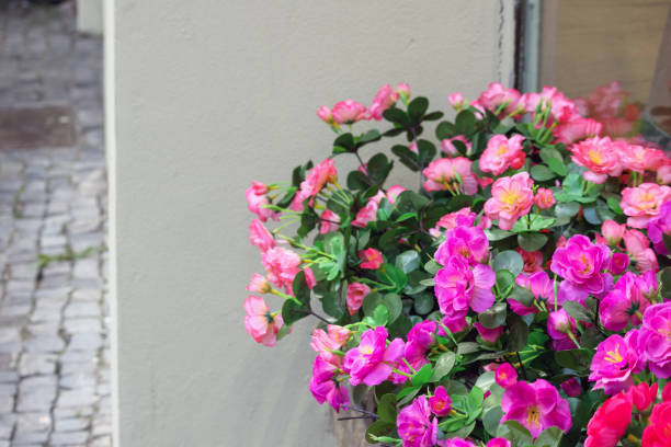istock .window box with pink flowers on the windowsill 2185561872