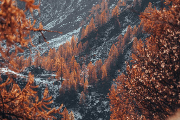 A breathtaking view of fiery autumn foliage glowing in contrast to fresh snow on the rugged Italian Alps, capturing the magical blend of fall and winter.