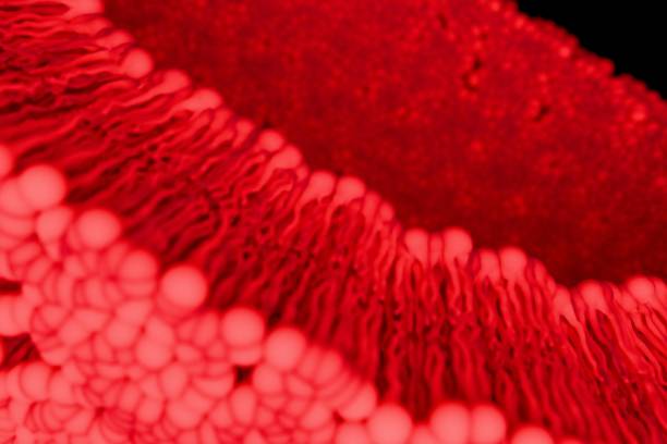 istock The structure of the phospholipid bilayer in mammalian cells. Phospholipids undergoing molecular motion.　(transparent) 2185565420