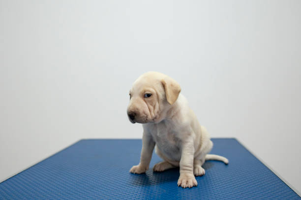 scared puppy on a blue veterinarian table with a white wall