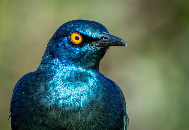 Greater blue-eared starling (Lamprotornis chalybaeus) in a tree in a South African Game Reserve.