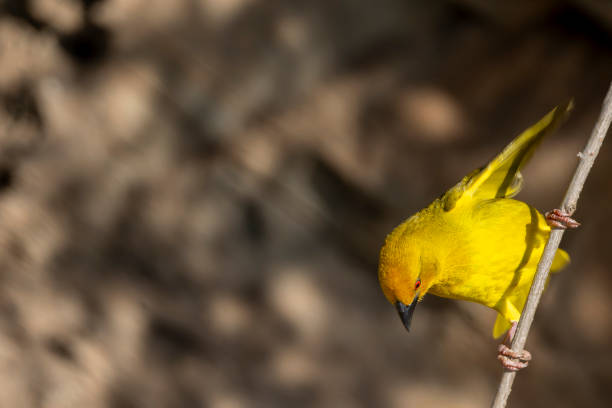 Eastern Golden Weaver (Ploceus subaureus) in a tree in a South African Game Reserve.