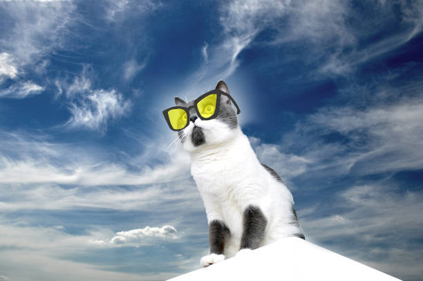 comic cat