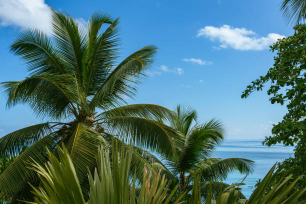 Beautiful Coconut Palm Trees At The Seaside On Seychelles Island