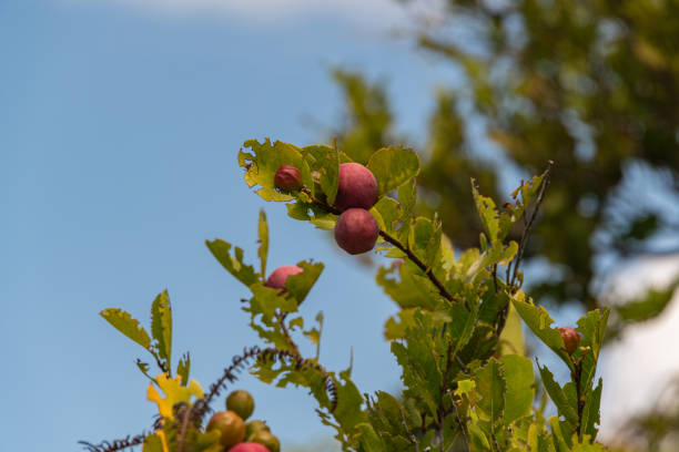 Delicious Coconutplums Are Ready For Harvesting - Seen On Praslin Island, Seychelles