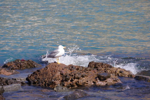 Seagull in Playa de Mogan, living on a rock and looking for food; enjoying the sun on a blue sky day; waiting, looking, life is good, blue sea, water
