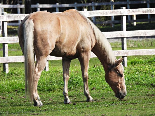istock Palomino Horse (Equus ferus caballus) - grazing on the grass 2185569783