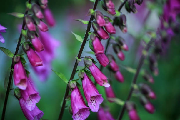 istock Medical plant Foxglove ( Digitalis Purpurea) 2185569788