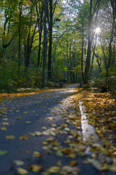 Alley in the park with fallen leaves and forest at the end of autumn