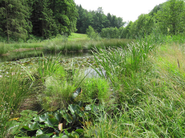 istock a garden pond saves water 2185570905