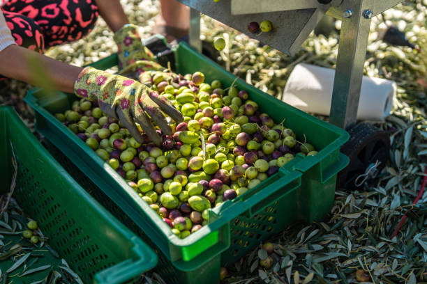 istock Agricultural Workers Sorting Olives Outdoors 2185571425
