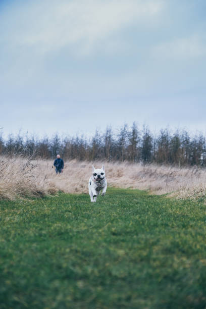 Happy French Bulldog running at the park