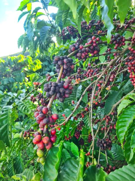 istock Overripe and Blackened Coffee Cherries on a Coffee Tree Branch 2185573634