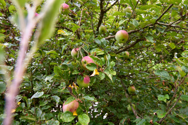 istock Ripening Organic Apples on the Tree 2185575740