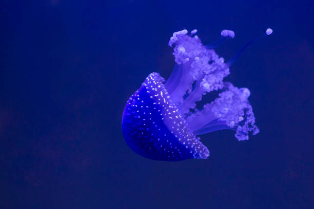istock Blue Jellyfish in the deep blue water 2185576036
