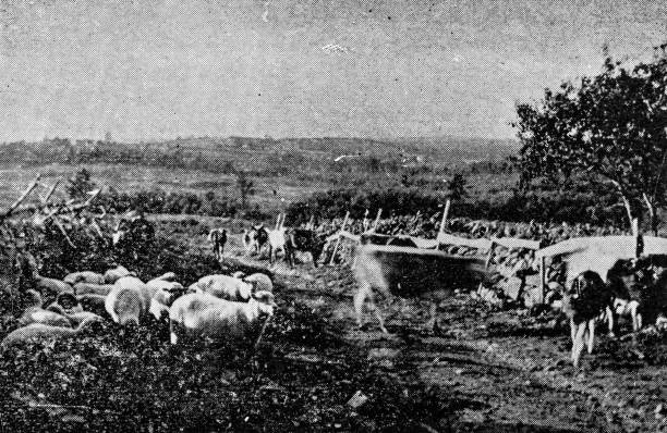 istock Antique image of Worcester and surroundings, Massachusetts: sheep and cows 2185576135