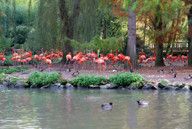 istock Pink Flamingos by the tranquil lake with ducks 2185576474