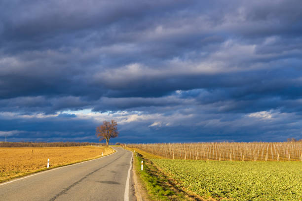 the road around is a field and a vineyard